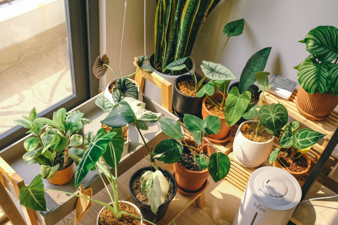 Les 5 plantes qui survivent à tout (même à toi)