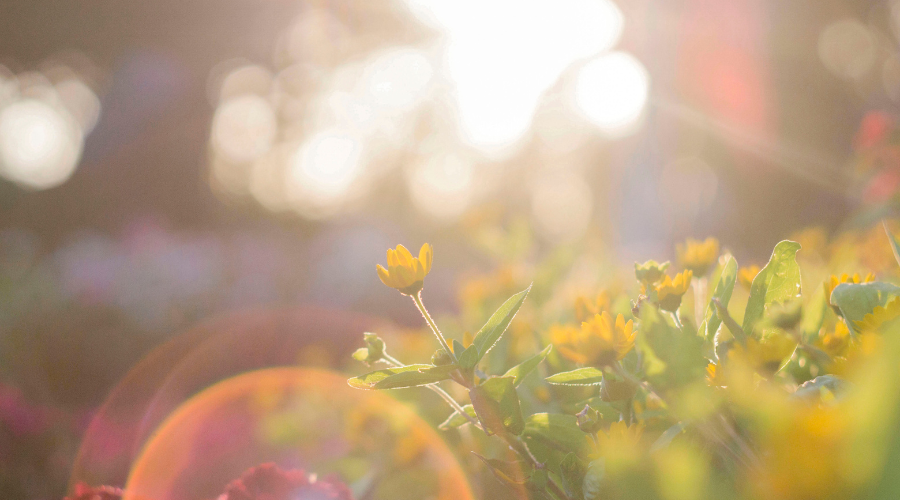 Aromathérapie : Top 5 des huiles essentielles à avoir